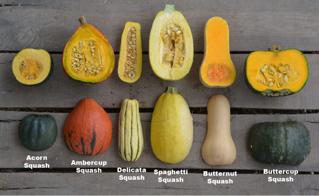 winter squash