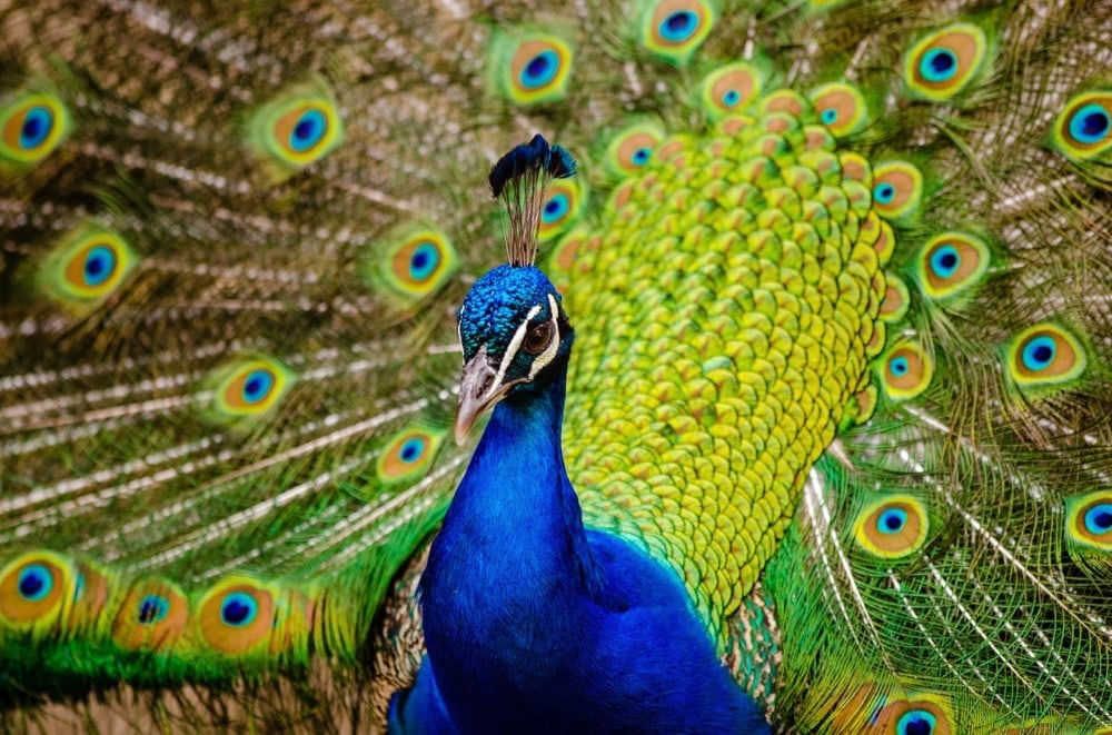 孔雀 は英語で Peacock とは限らない 日刊英語ライフ
