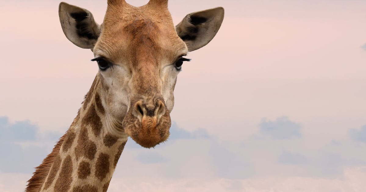 giraffe horns