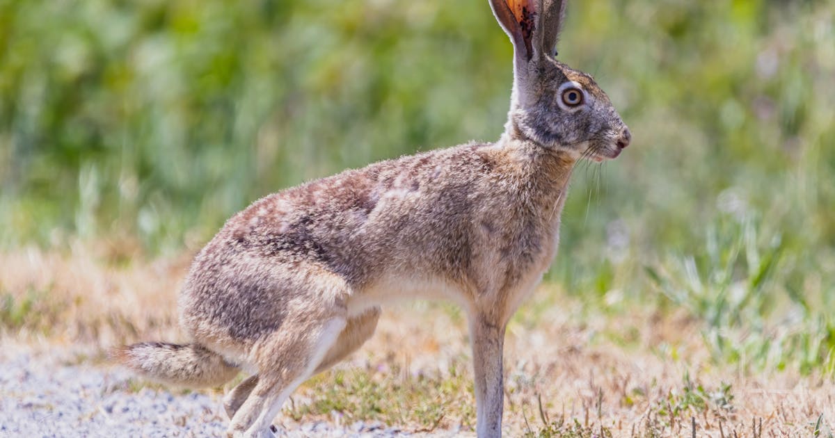 hare