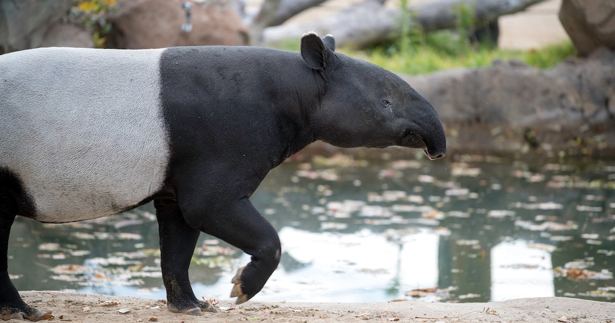tapir-1