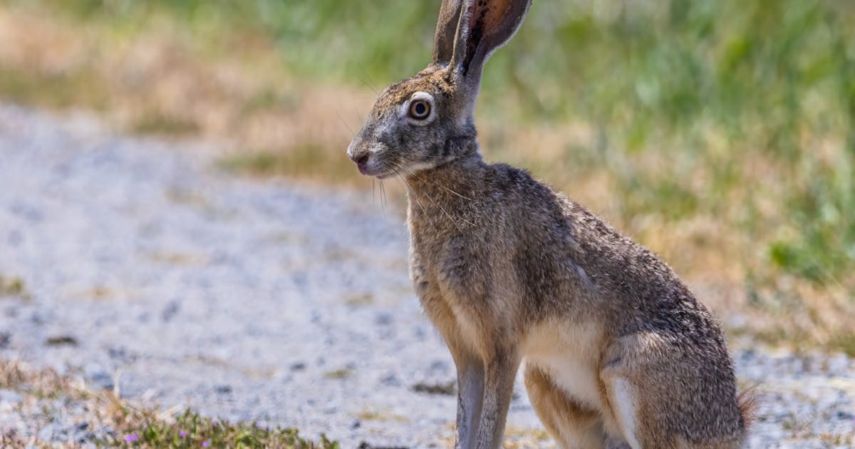 hare