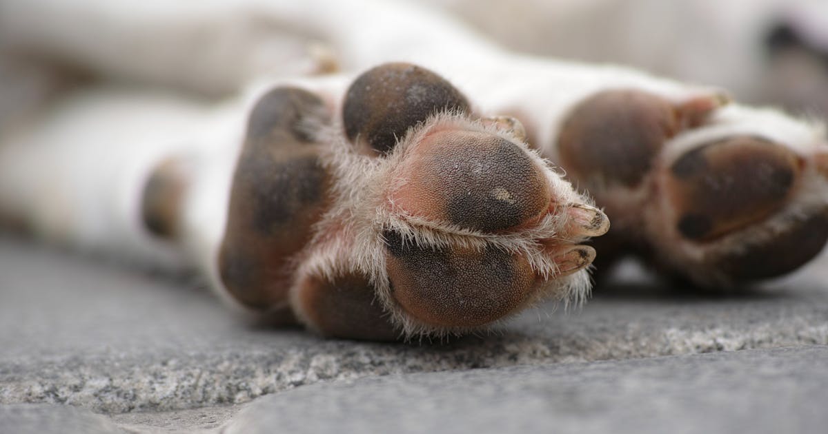 paws